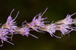 Fewflower blazing star